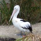 Pélican au zoo de Melbourne - Australie