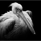 pelican