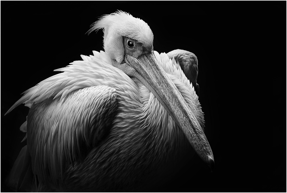 pelican