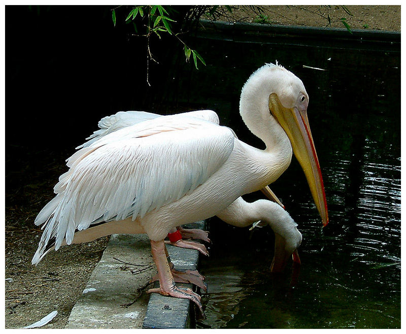 pelican