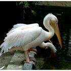 pelican