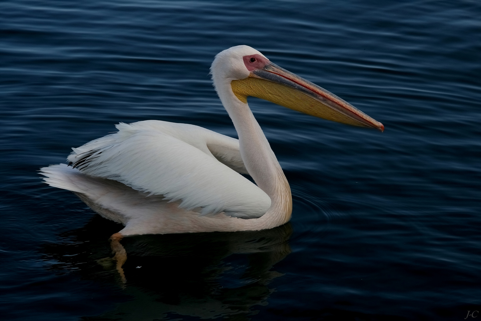 " Pélican blanc "