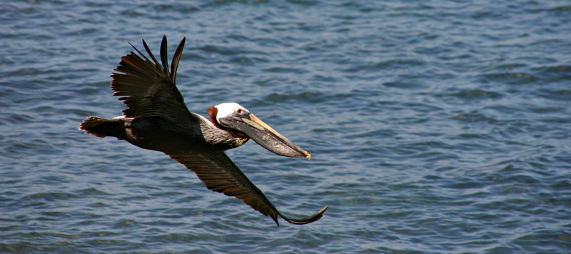 Pelican Breakfast