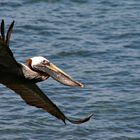 Pelican Breakfast