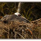 Pélican brun sur le nid