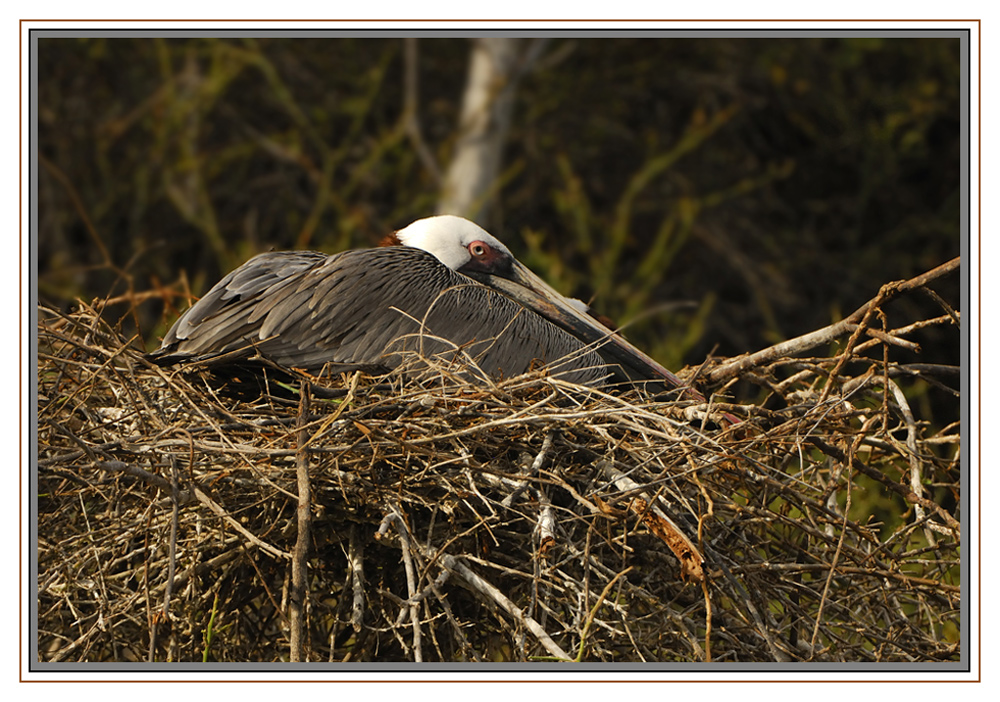 Pélican brun sur le nid