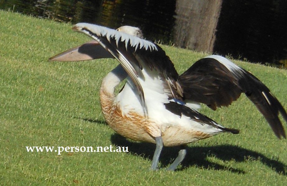 Pelican