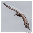 pelican