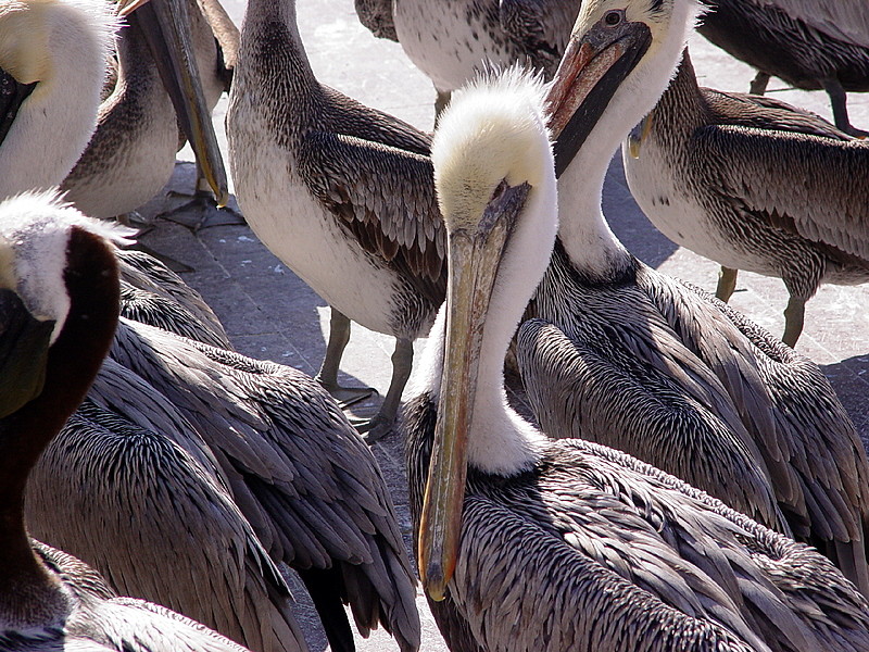 Pelican