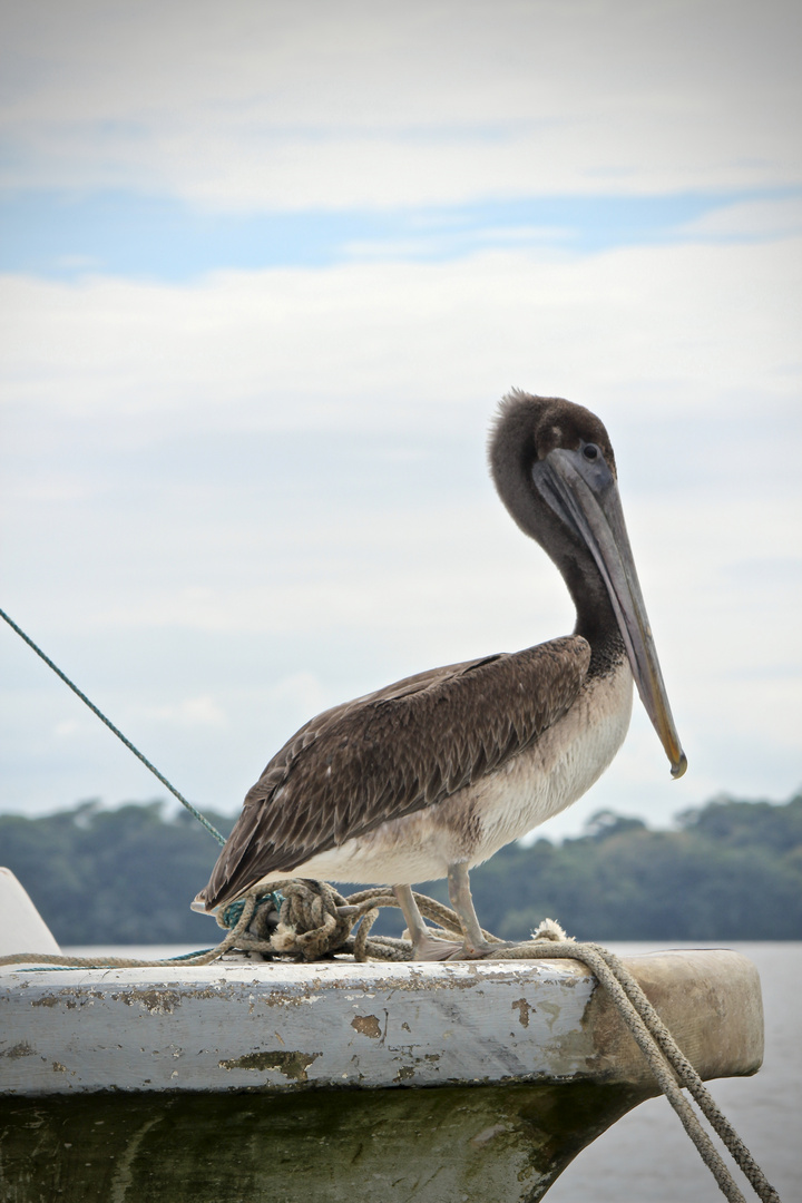 Pélican