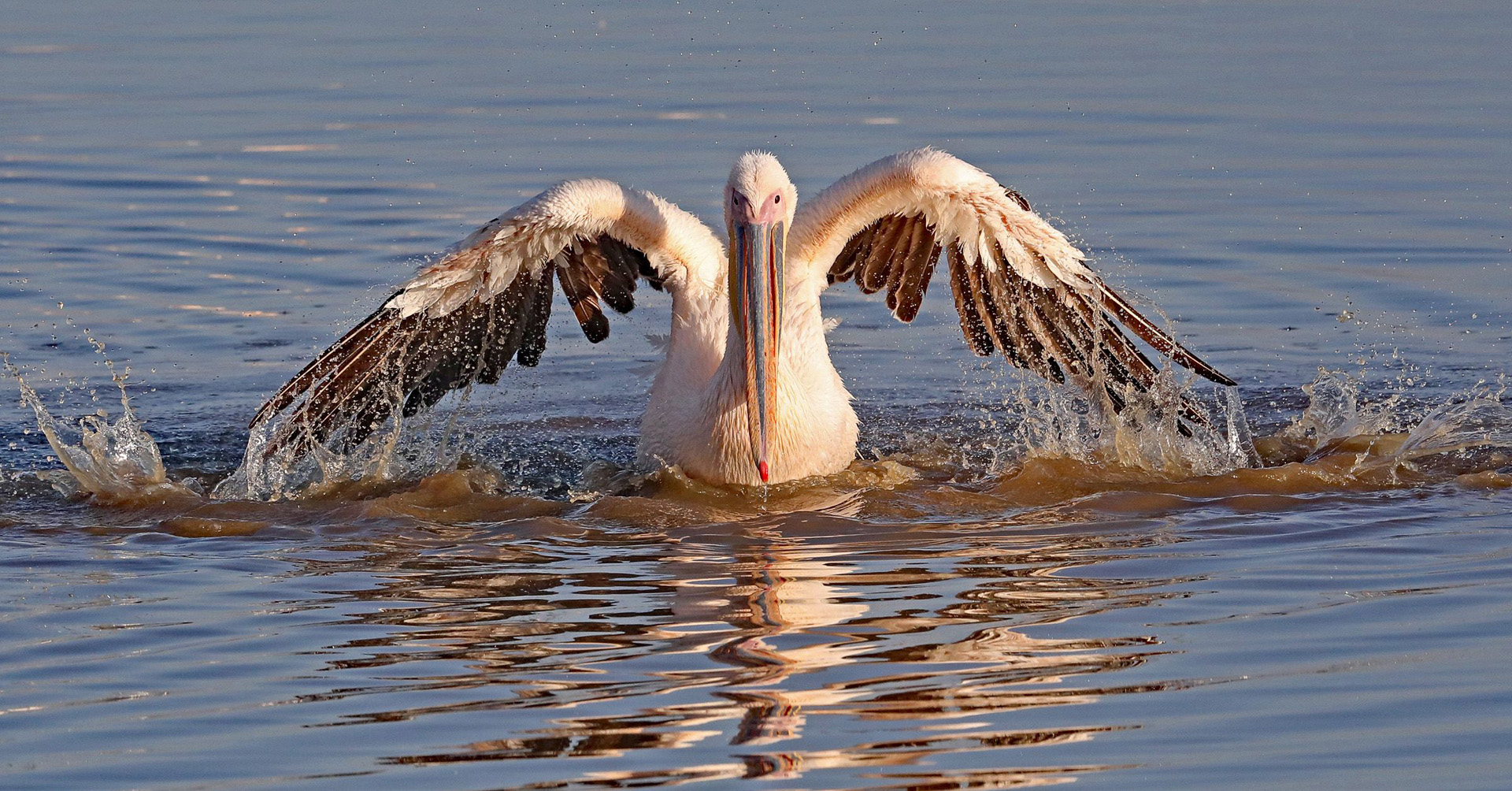 Pelican cleans his feathens