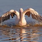 Pelican cleans his feathens