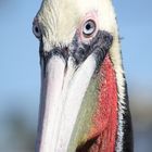 Pelican Colors