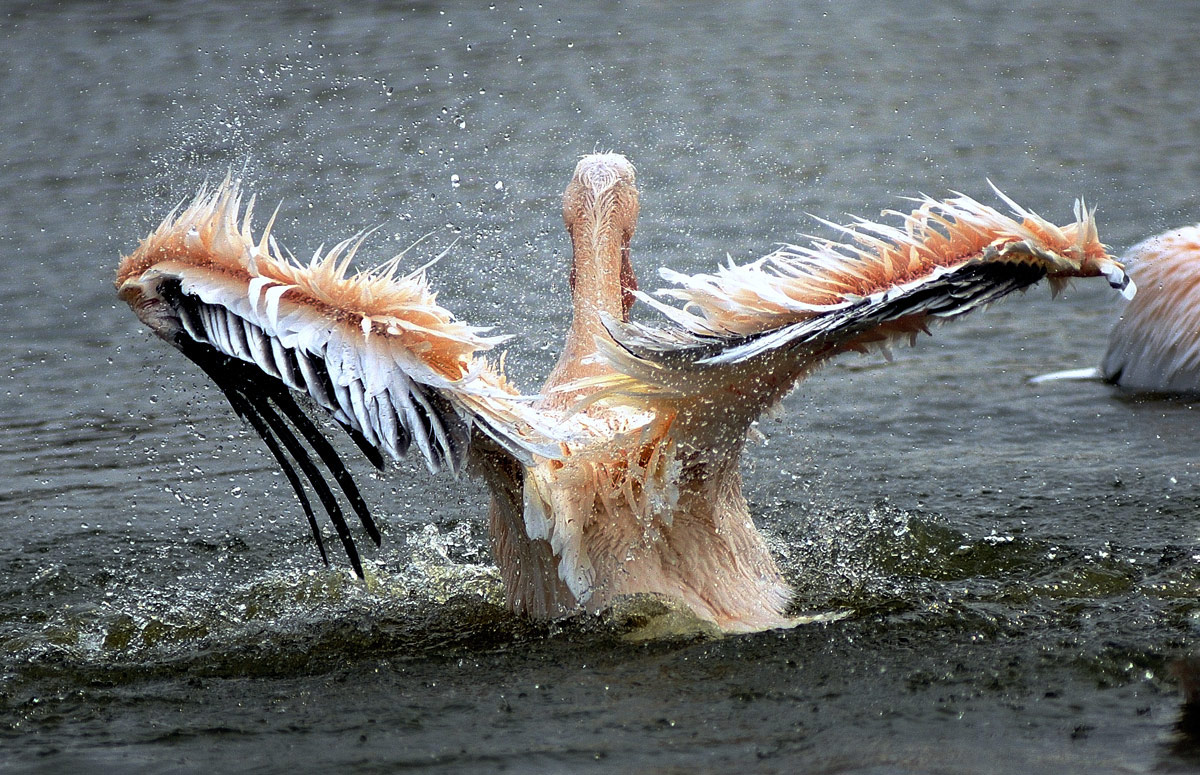 Pelican