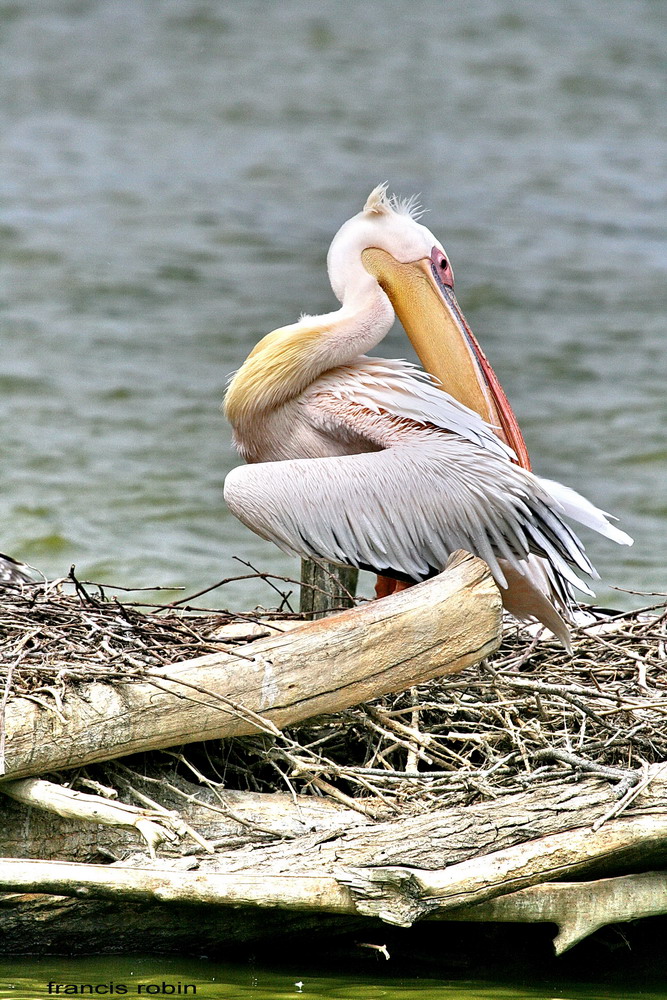 pelican