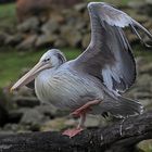 Pelican Dance