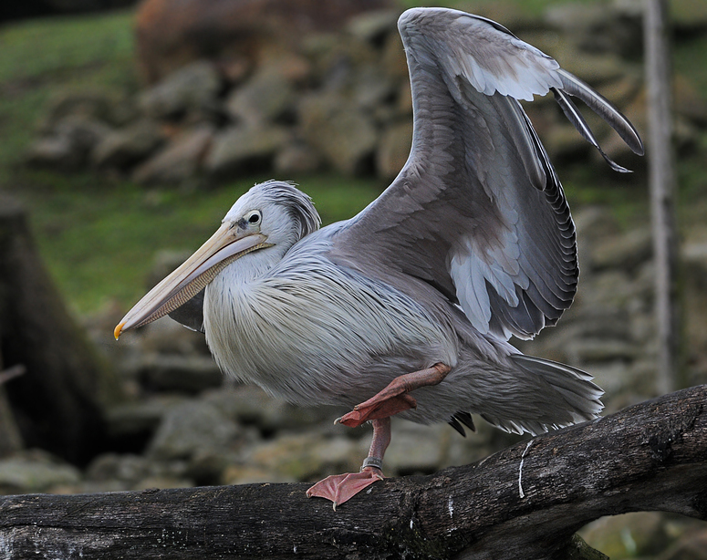 Pelican Dance