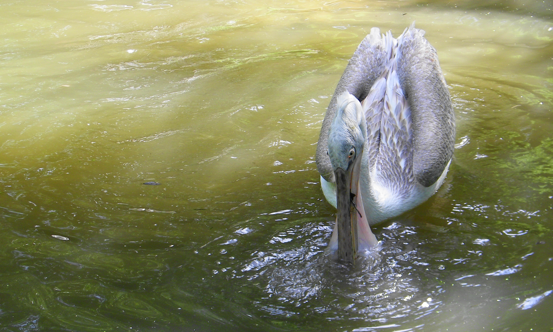 Pelican