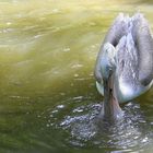 Pelican