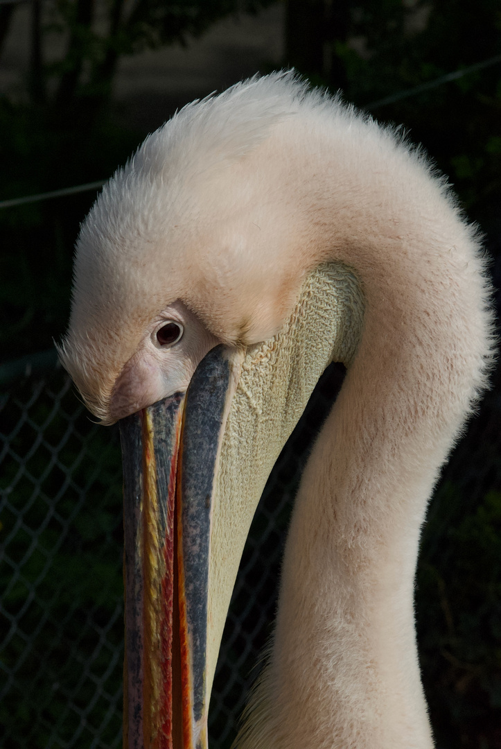 Pelican