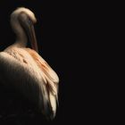 Pelican