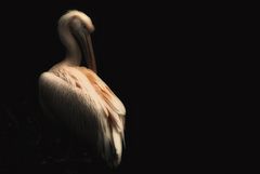 Pelican