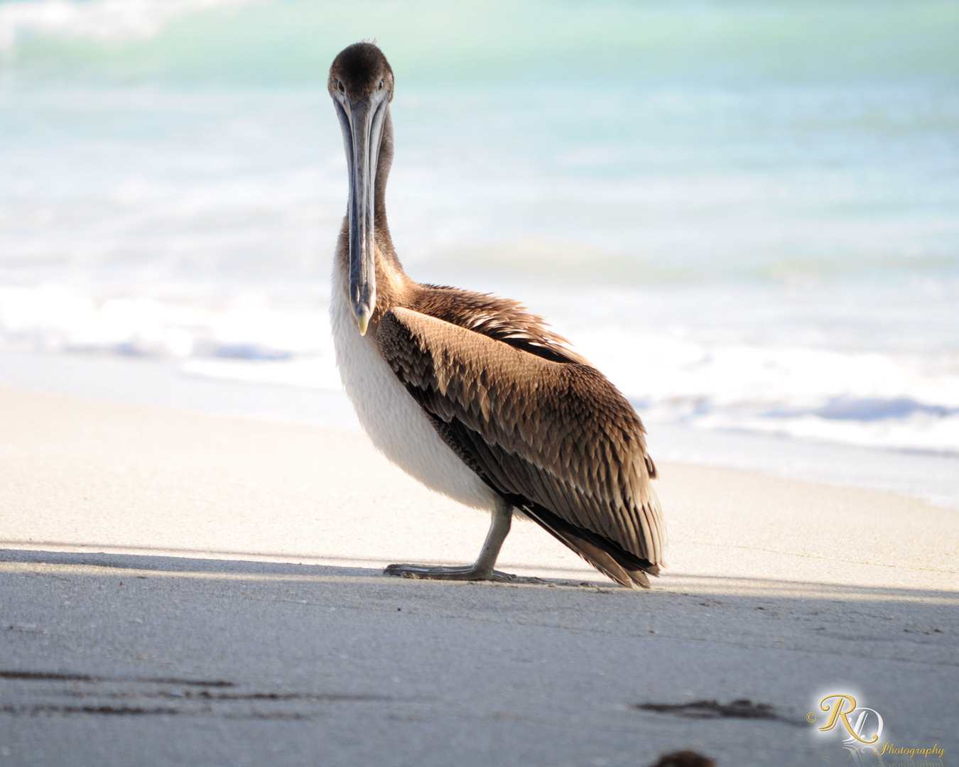 Pelican