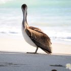 Pelican