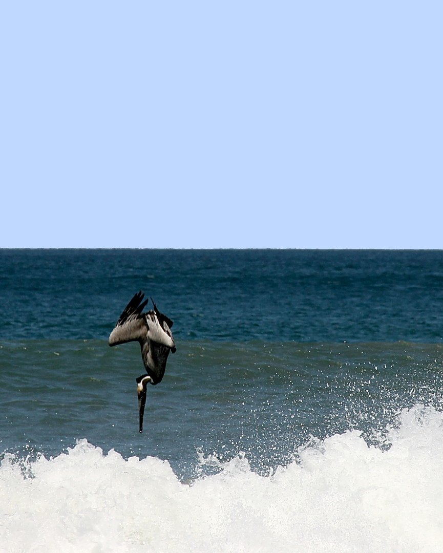 pélican en piqué