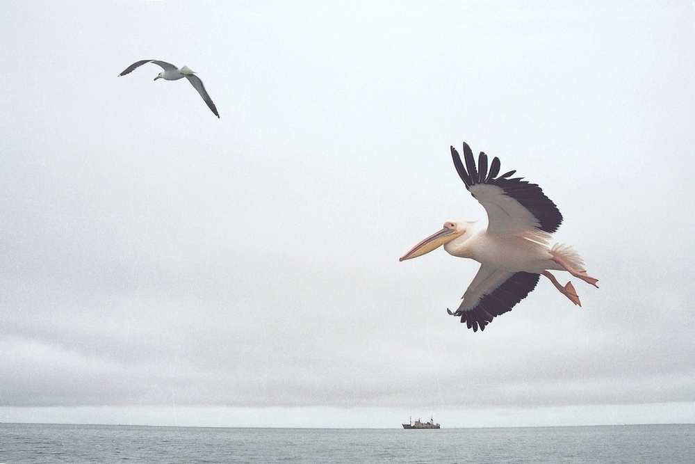 Pélican en vol