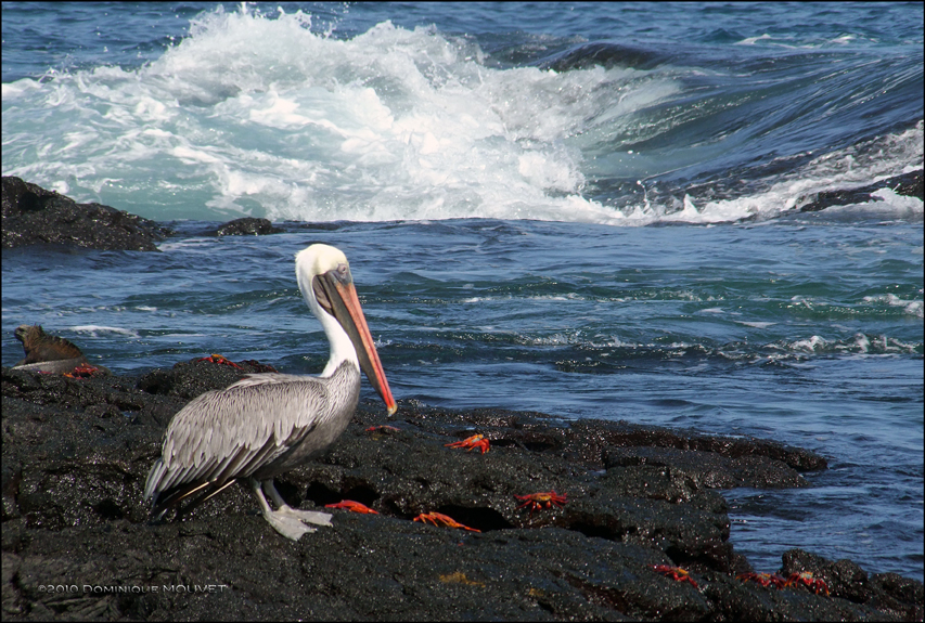 Pélican et Crabes sur l'Ile de Santiago....Galapagos