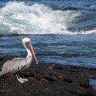 Pélican et Crabes sur l'Ile de Santiago....Galapagos