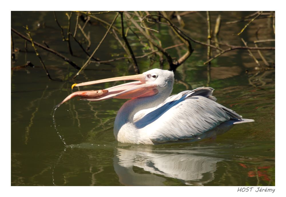 Pélican et sa prise