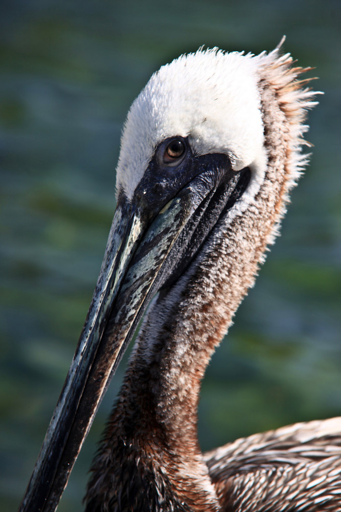 Pelican Eye