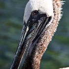 Pelican Eye