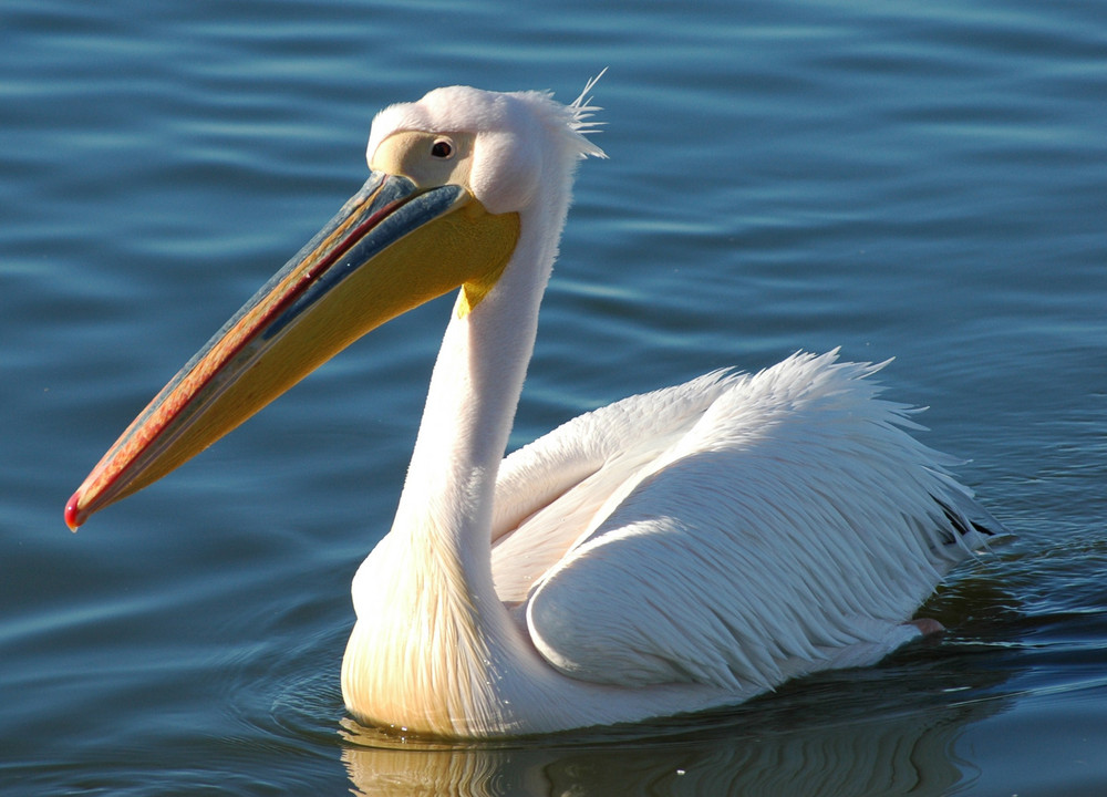 Pelican