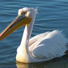 Pelican