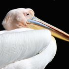 Pelican