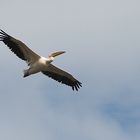 PELICAN