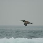 pelican