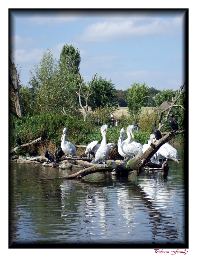 Pélican Family