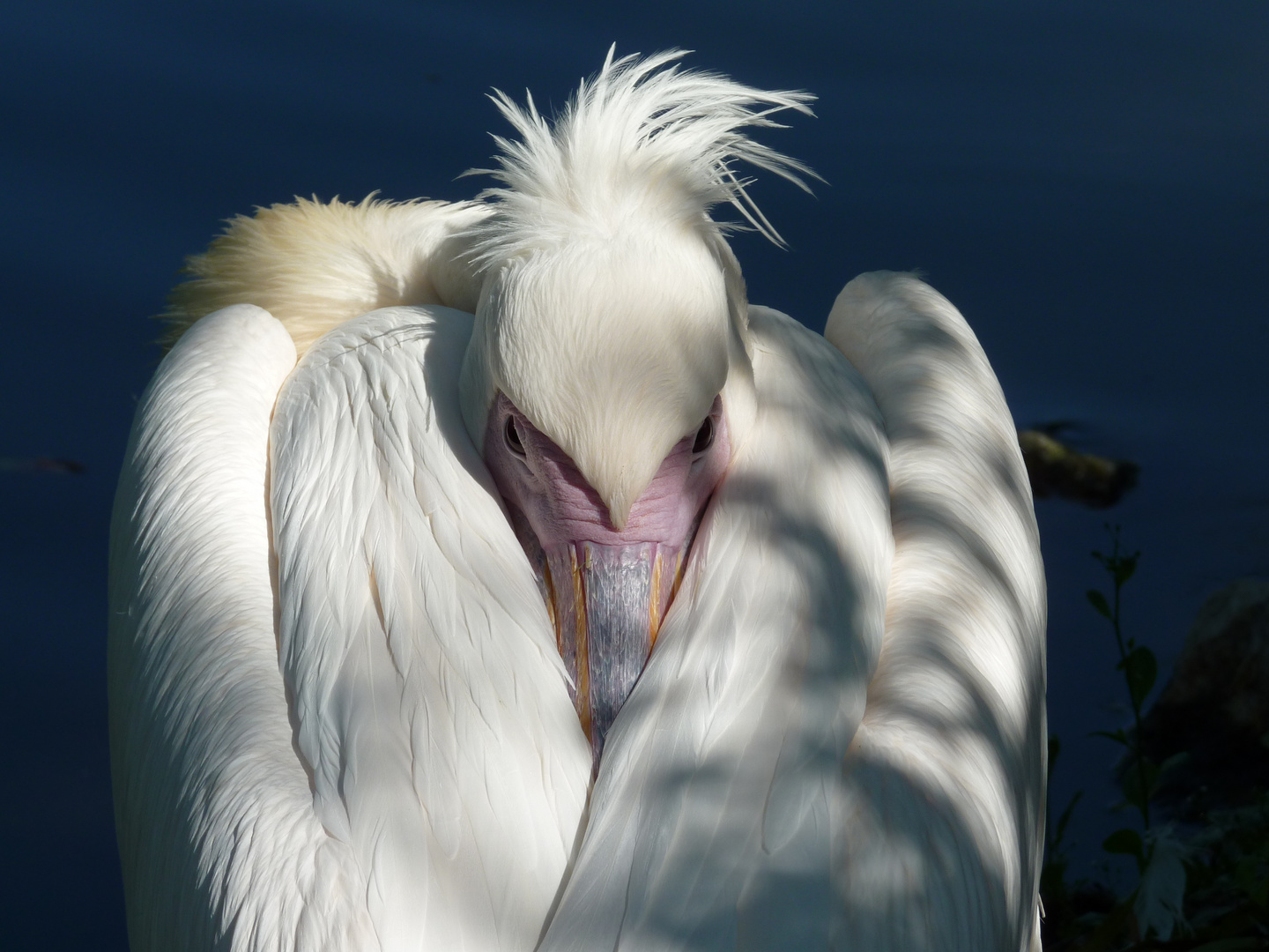 Pelican