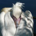 Pelican