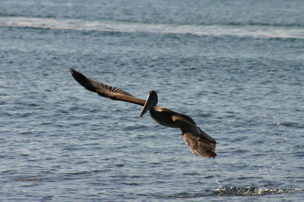 Pelican