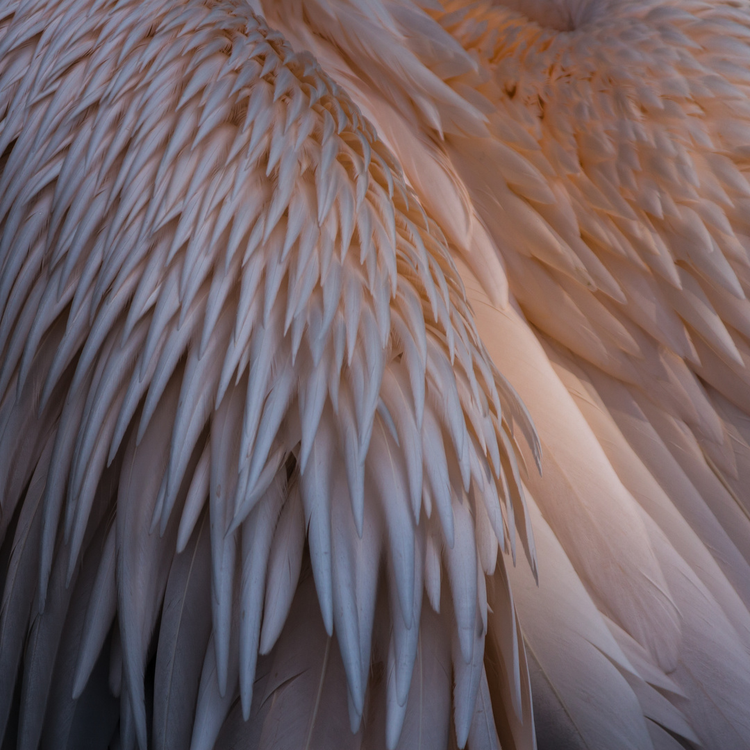 Pelican Feathers