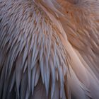 Pelican Feathers