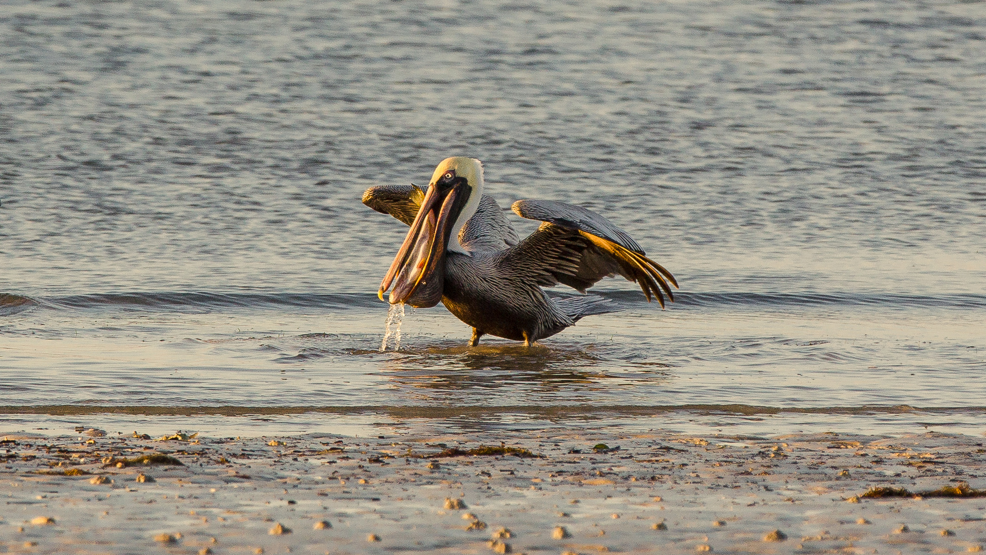 Pelican