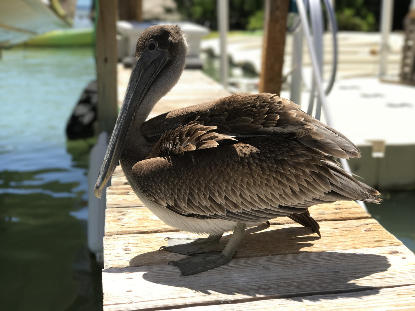 Pelican, Florida