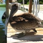 Pelican, Florida