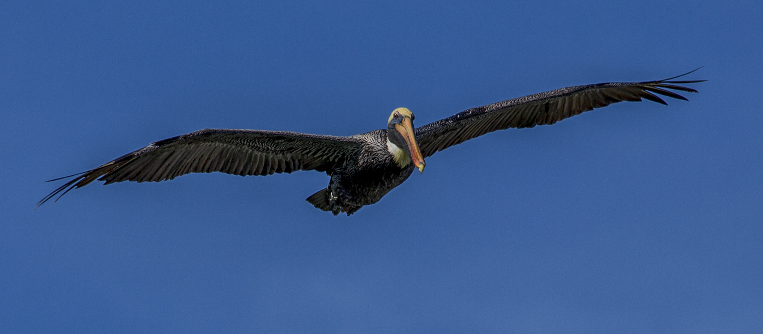 Pelican fly 1